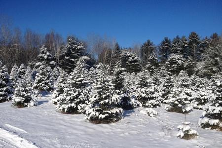 Snowy Christmas Trees
